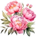 Пионы